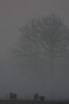 _IMG3580 copy.jpg